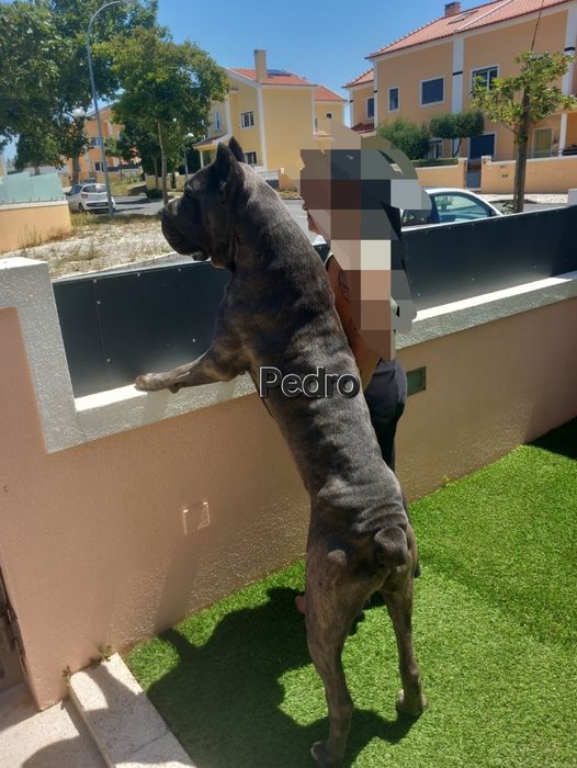 Cane corso montas