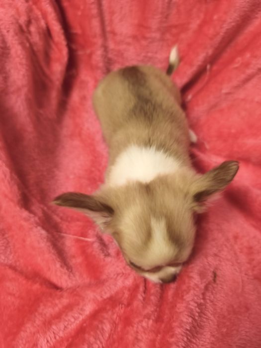 Chihuahua de pêlo cumprido menina