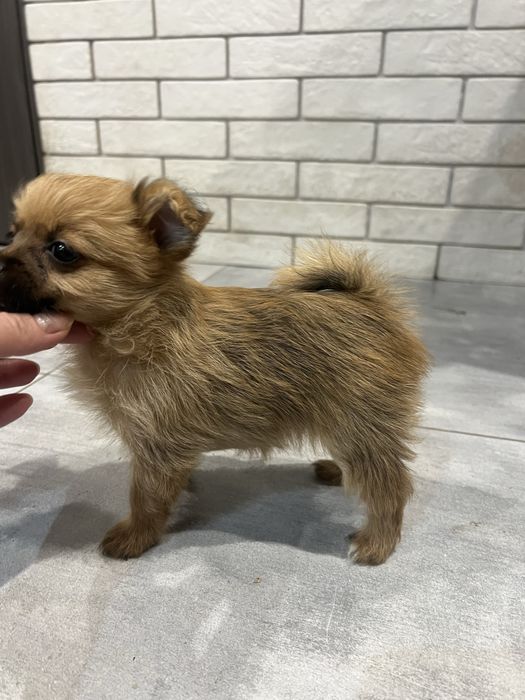 Метиси міні йорк і померанський шпиц