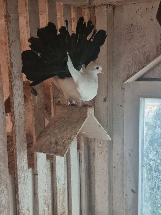 Witam sprzedam pawiki