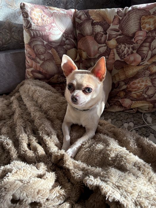 Цуцики чихуа хуа