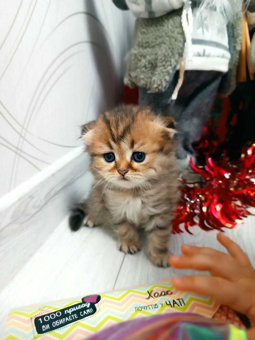 Киця золота шиншила. Дуже рідкий окрас.