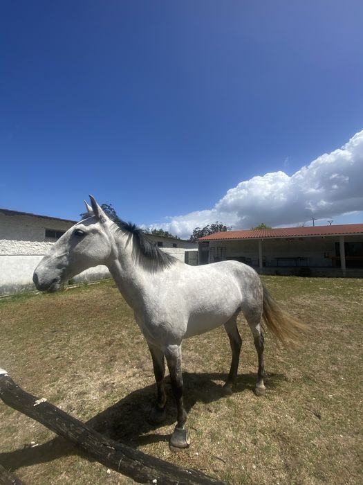Égua cruzada Lusitano