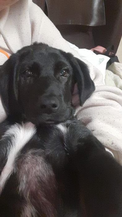 Cão disponível para adoção responsável