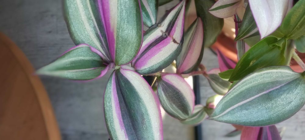 Rośliny doniczkowe kwiaty trzykrotki kolorowe zielone.