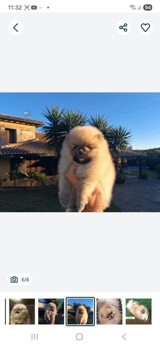 Spitz Fêmea miniatura com lop