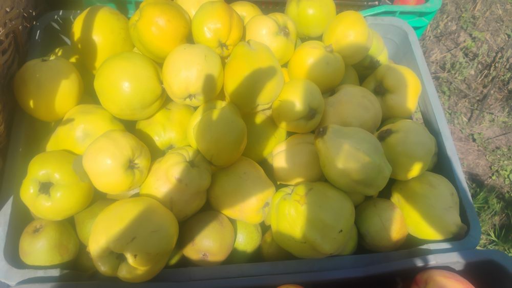 Pigwa gruszkowa i jabłkowa 5kg 50zl paczkomat in Post