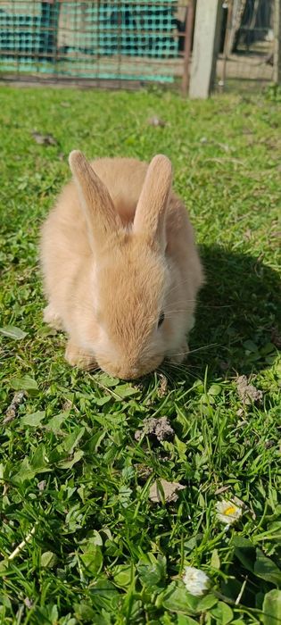 Królik miniaturka samczyk