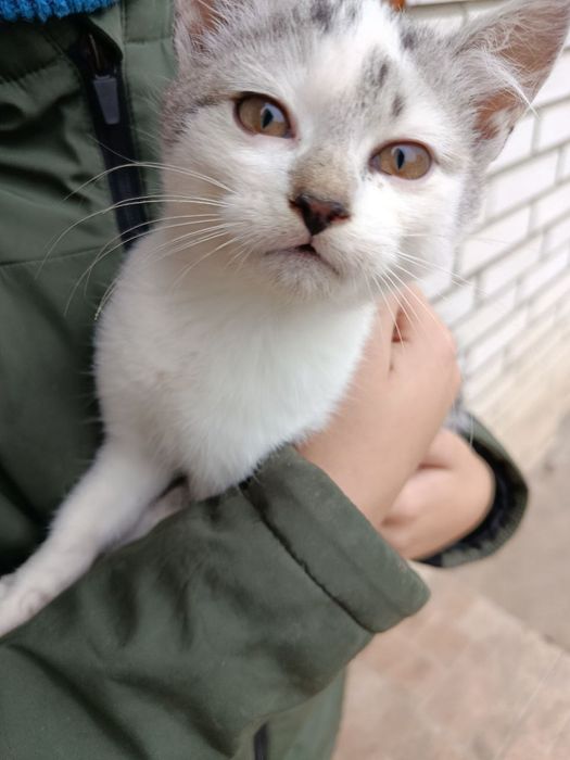 Котик шукає люблячу сім'ю