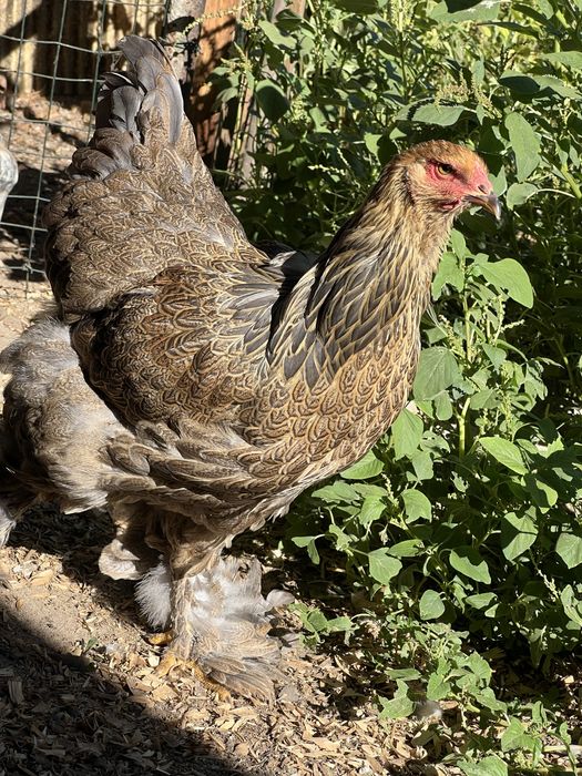 Brahma perdiz femea