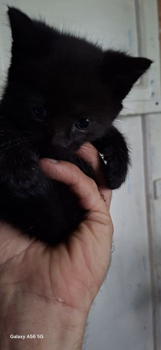 отдам бесплатно котика