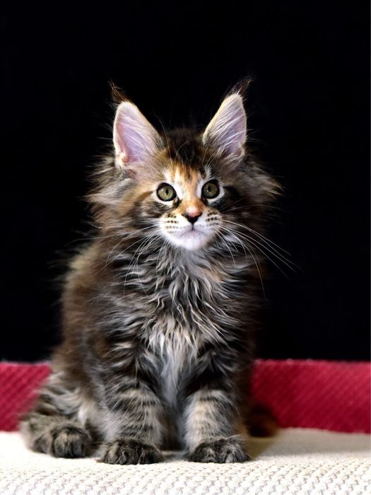 Котята Мaine Coon