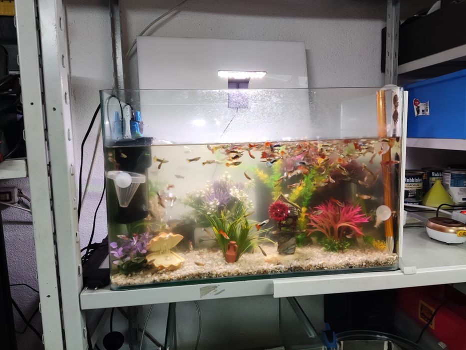 Guppys grande variedade