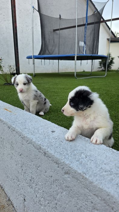 Border Collie Blue Merle Fêmea (olhos azuis)