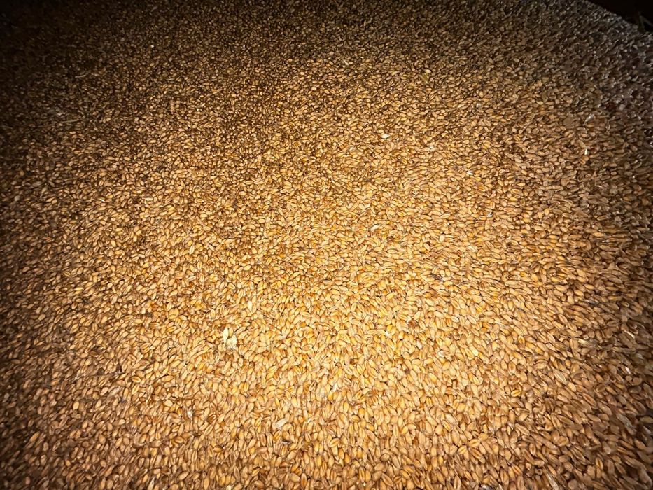 Sprzedam pszenicę z 2025