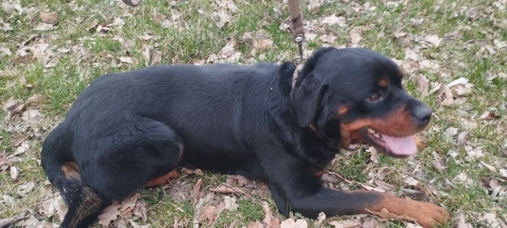 Ротвейлер (случка)