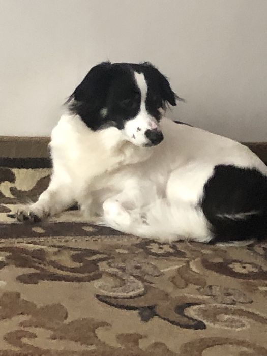 Отдам в хорошие руки