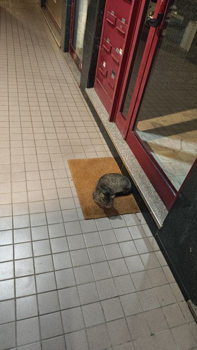 Gatinha abandonada e muito meiga