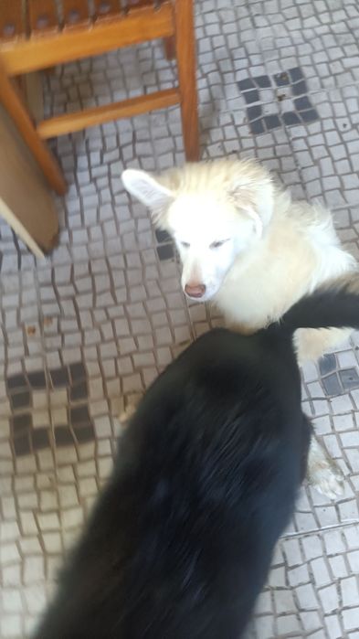 Cachorros brancos e lindos
