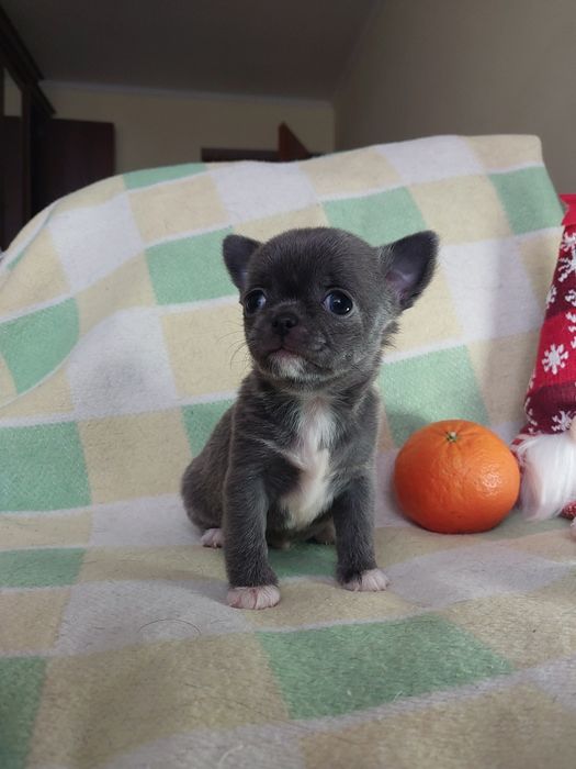 Чихуахуа хлопчик блакитний міні