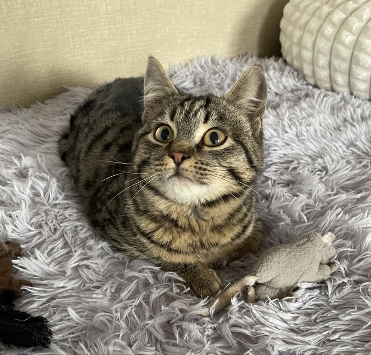 Котенок мальчик в добрые руки