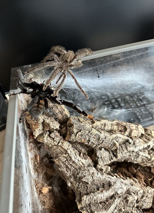 Psalmopeus irminia dorosły samiec SPRAWNY
