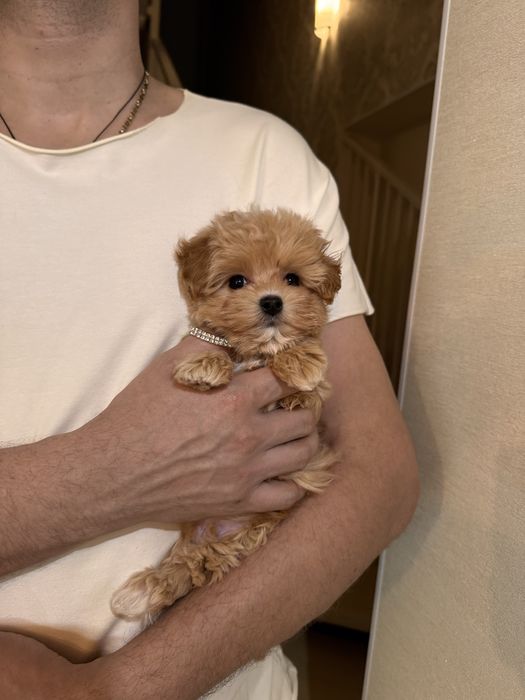 Мікро мальтіпу хлопчик ф1, maltipoo micro f1, мальтипу мальчик микро