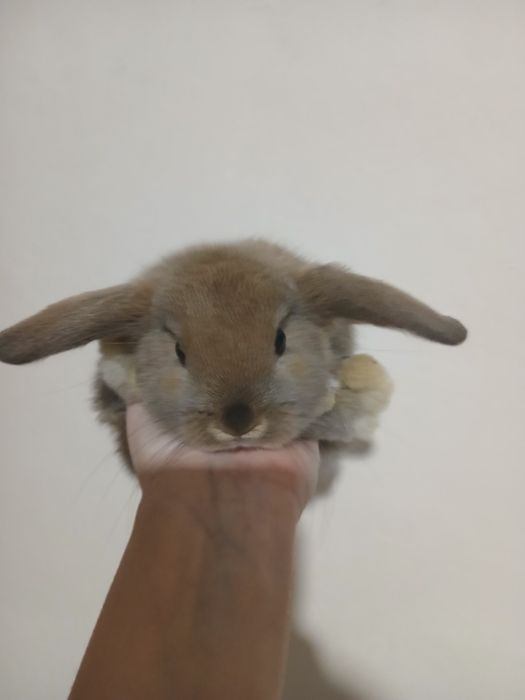 Декоративні кроленята