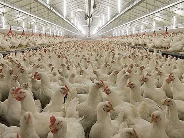 Вентиляція пташника, скловолоконний вентилятор, осьовий вентилятор