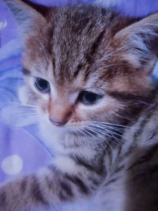 Кошеня добрій людині