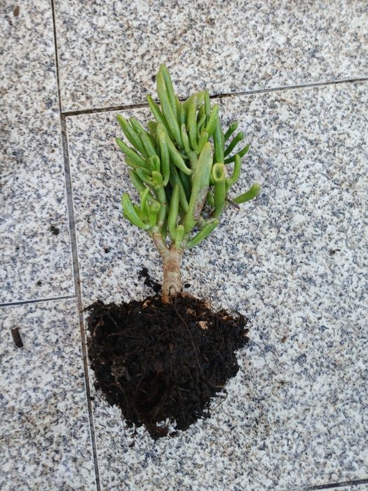 Suculenta orelhas de shreck