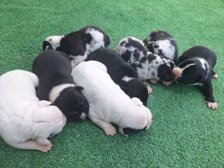 American bully  szczenię  z metryką