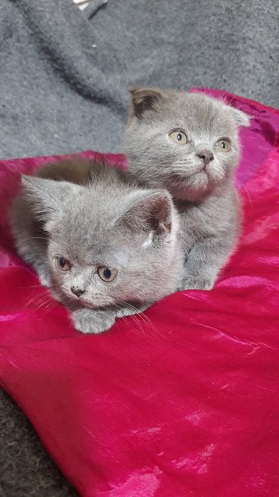 Продаются котята