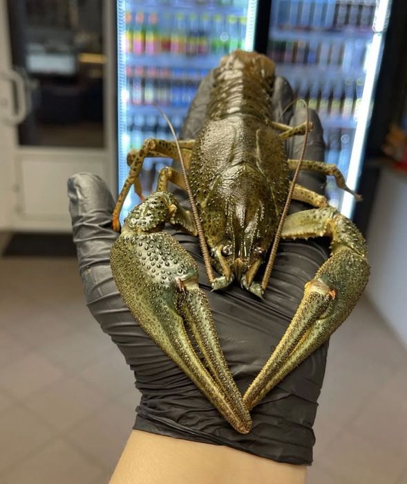 Продам живий рак оптом