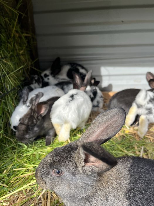 Króliki młode  i odchowane samce i samice