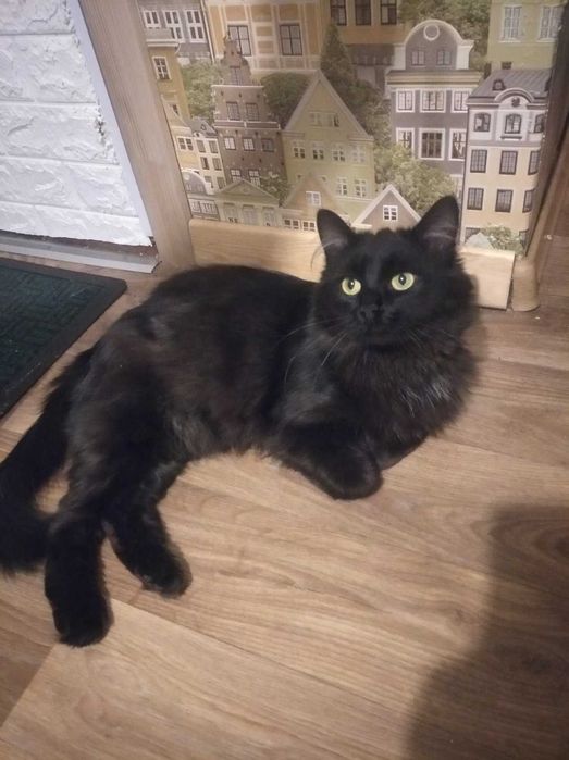 Puchaty kotek Baron szuka domu, FIV+, 2-3 lata, długowłosy