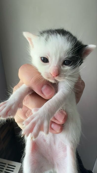 Кошенята 1 місяць