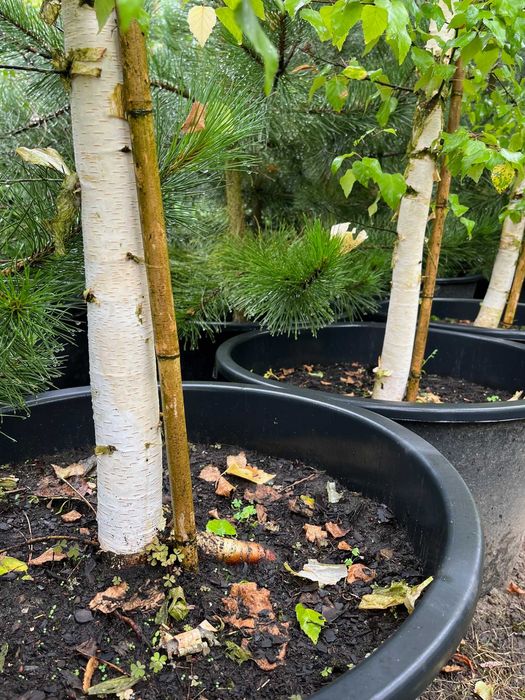 BRZOZA ZŁOTA 'GOLDBIRKE' WYS. 500-700 cm Donica 65L