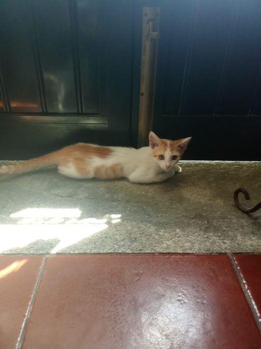 Gatinho para adoção