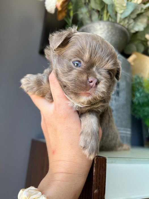 Chihuahua  Lilac de olhos azuis . Menino . Pêlo Longo.  Lindo demais.