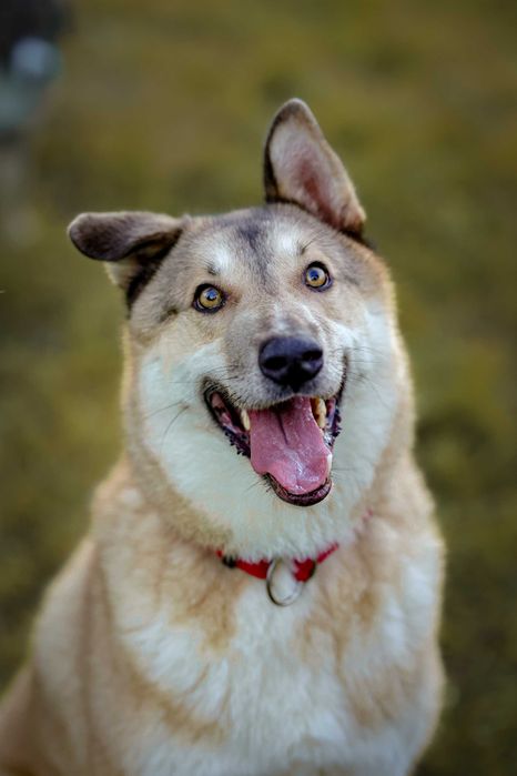 Logan poszukiwany nagroda 5000 zł