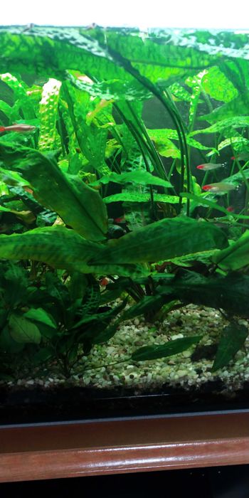 Roslinka do akwarium kryptokoryna
