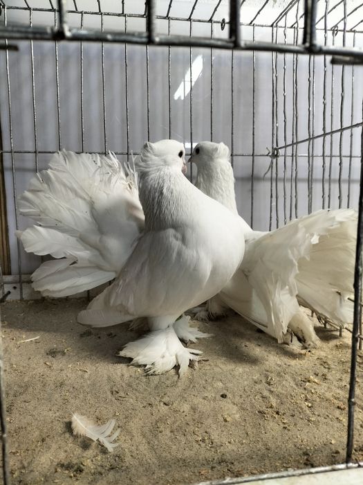 Gołębie ozdobne,pawiki indyjski.