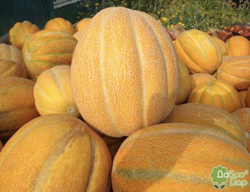 Диня Ефіопка солодка