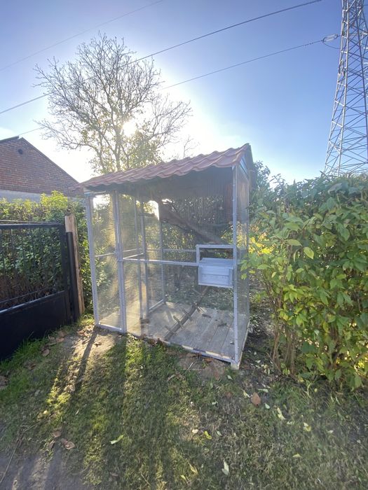 Wiewiórka Hudson Samica 2022r