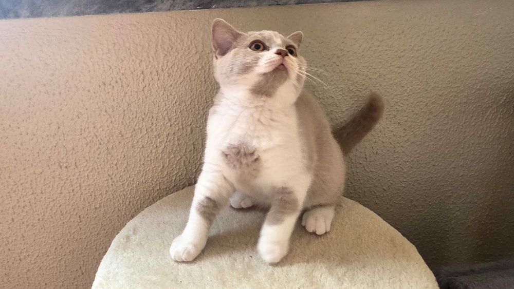 British shorthair bicolor lilás