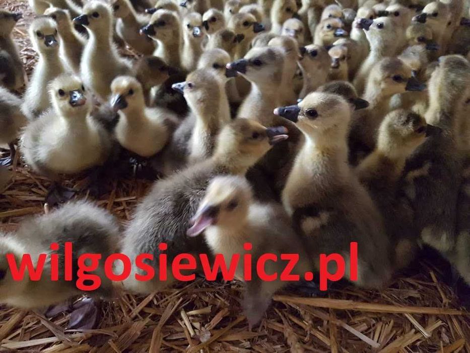 Gęsi do dalszej hodowli, transport na miejsce