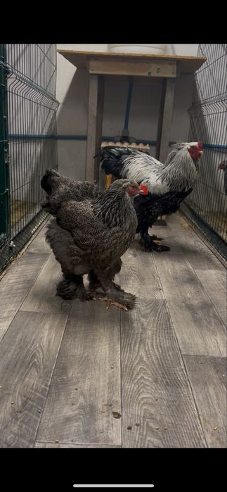 Інкубаційне яйце брами темної та світлоі