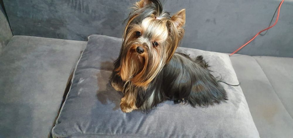 Yorkshirre terrier szczeniak  rezerwacja