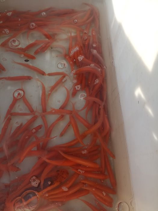 Kroczek/narybek Lin Amur Karp